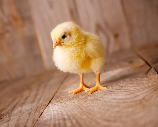 Malé kuře — Stock fotografie
