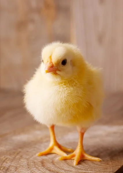 Little chicken — Stock Photo, Image