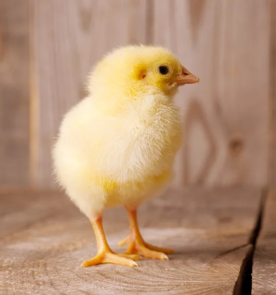 Little chicken — Stock Photo, Image