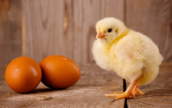 Chick with eggs — Stock Photo, Image