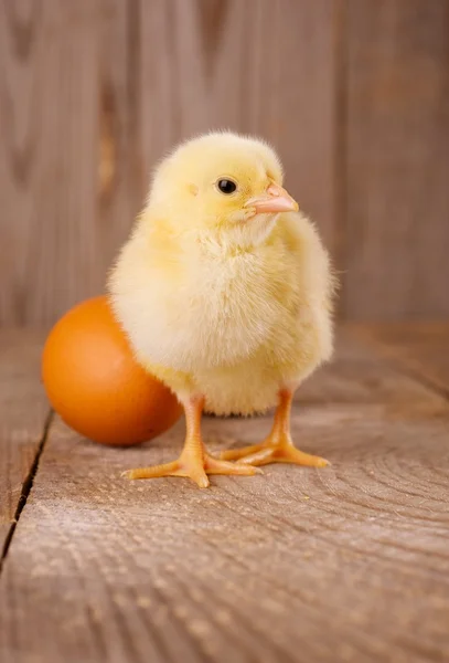 Chick with eggs — Stock Photo, Image