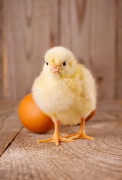 Курча з яйцями — стокове фото