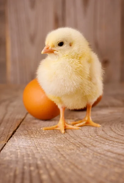 Chick with eggs — Stock Photo, Image