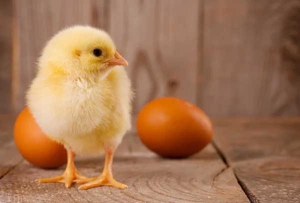 Yumurta ile piliç — Stok fotoğraf