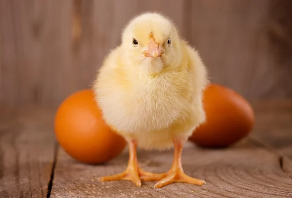 Chick with eggs — Stock Photo, Image