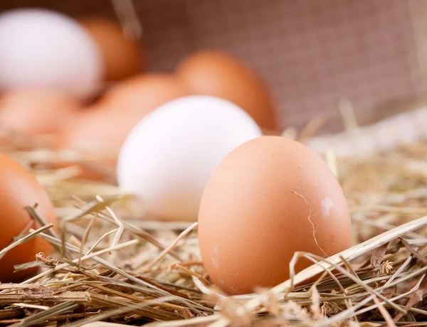 Eco chicken eggs — Stock Photo, Image