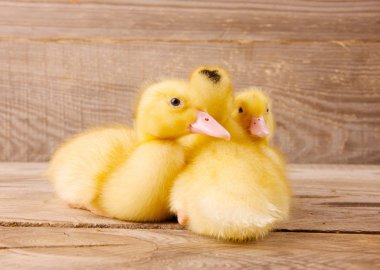 Sarı ördek yavrusu