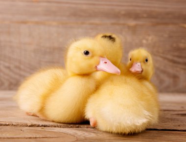 Sarı ördek yavrusu