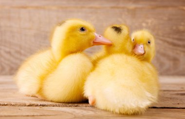 Sarı ördek yavrusu