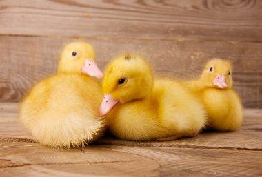 Sarı ördek yavrusu