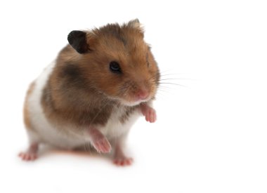 komik hamster
