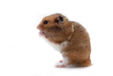 komik hamster Mısır yiyor