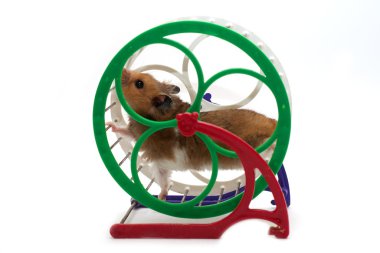 hamster ve tekerlek