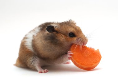 hamster havuç yiyor