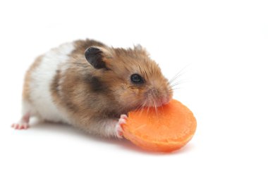 hamster havuç yiyor