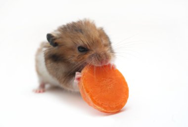 hamster havuç yiyor