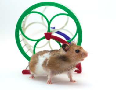 hamster ve tekerlek