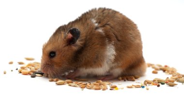 komik hamster Mısır yiyor