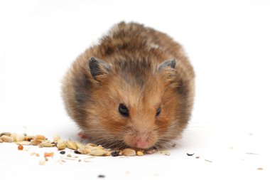 komik hamster Mısır yiyor