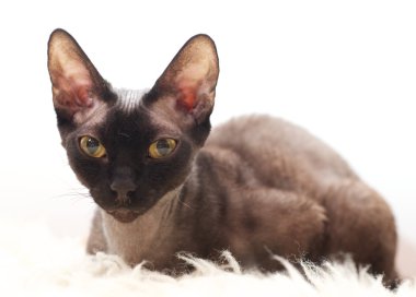 kahverengi kedi