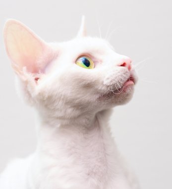 beyaz kedi