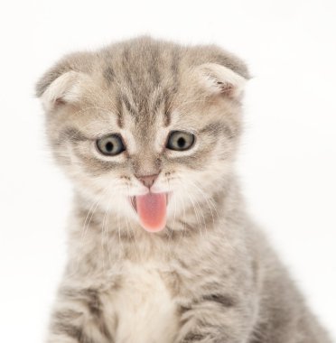 İngiliz kat kedi yavrusu