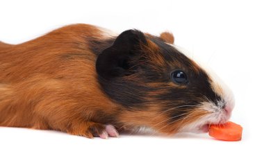 eskiden şiling şimdi domuz havuç yeme