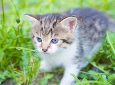 Gri kedi yavrusu