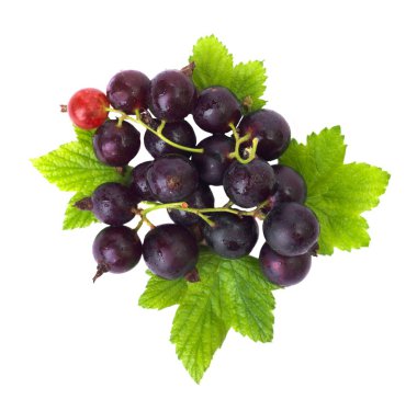 Siyah frenk üzümü