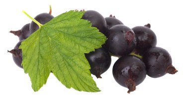 Siyah frenk üzümü