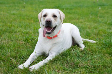 Labrador geri almak