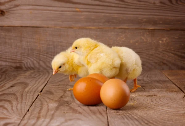 Três galinhas com ovos — Fotografia de Stock