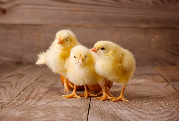 Trzy małe kurczaki z jaj — Zdjęcie stockowe