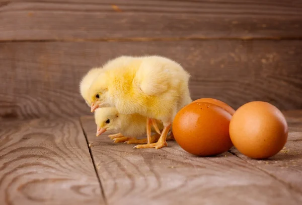 Three little chickens with eggs — Stock Photo, Image