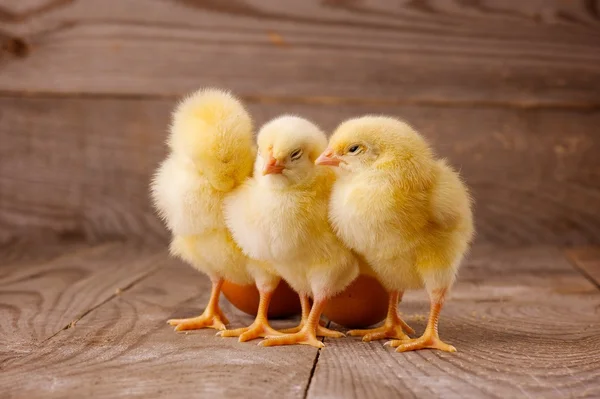 Tre piccoli polli con uova — Foto Stock