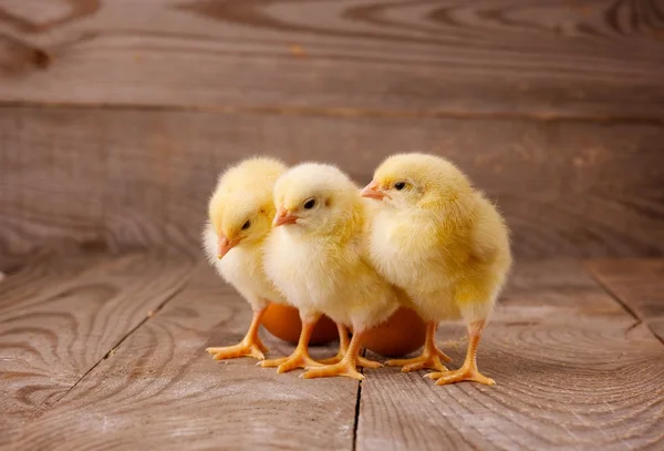 Three little chickens with eggs — Stock Photo, Image