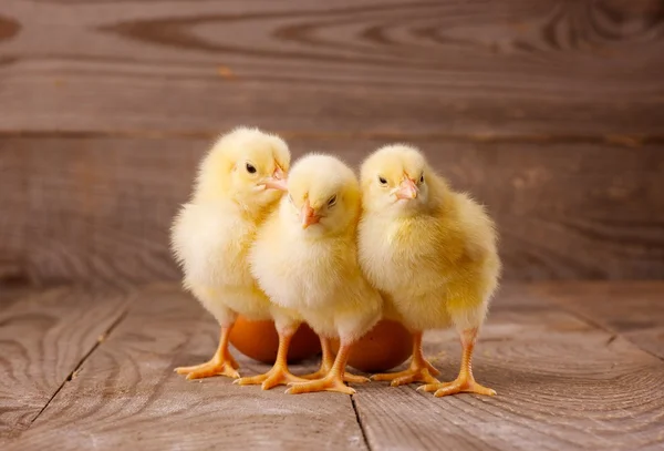 Drei kleine Hühner mit Eiern — Stockfoto