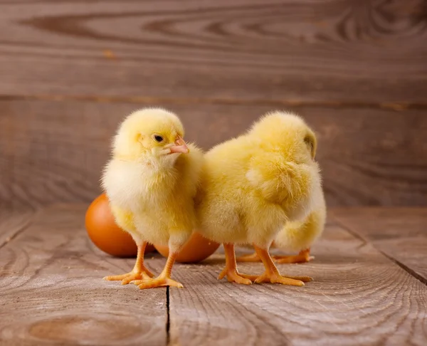 Три маленьких цыпленка с яйцами — стоковое фото
