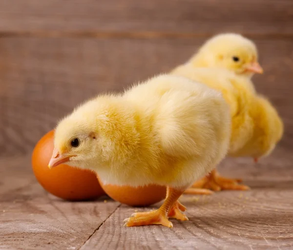Три маленьких цыпленка с яйцами — стоковое фото