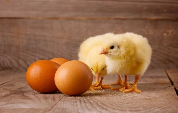 Hühnchen — Stockfoto