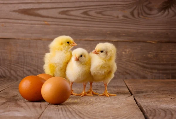 Tres pollitos con huevos —  Fotos de Stock