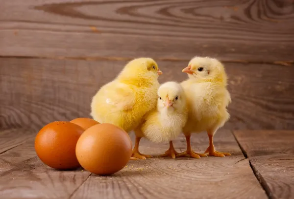 Tre piccoli polli con uova — Foto Stock