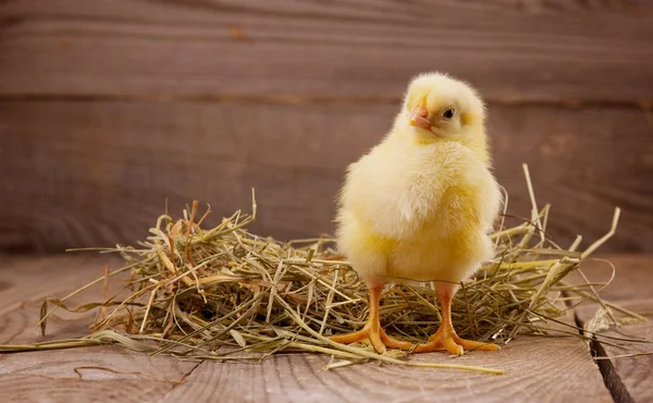 Little chicken — Stock Photo, Image