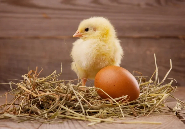 Little chicken — Stock Photo, Image