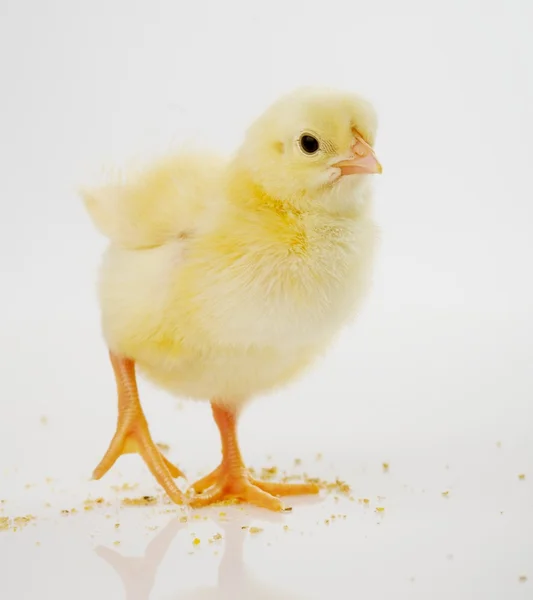 Little yellow chicken — Stock Photo, Image