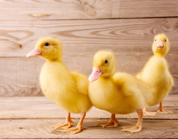 Yellow ducklings — Stock Photo, Image