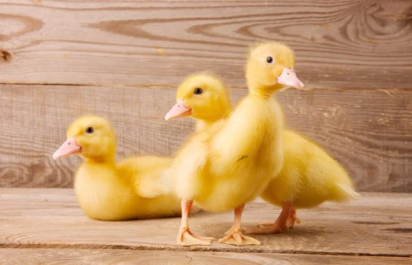 Yellow ducklings — Stock Photo, Image