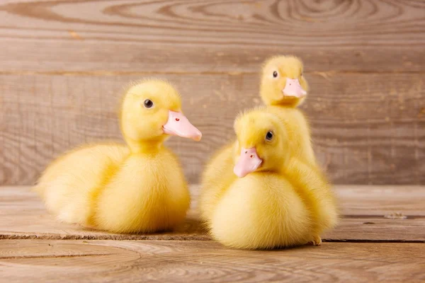 Yellow ducklings — Stock Photo, Image