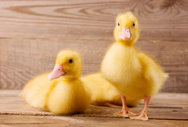 Yellow ducklings — Stock Photo, Image