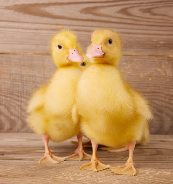 Yellow ducklings — Stock Photo, Image